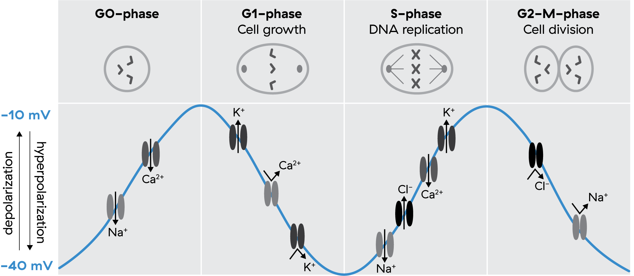 cell membrane potential during cell cycle
