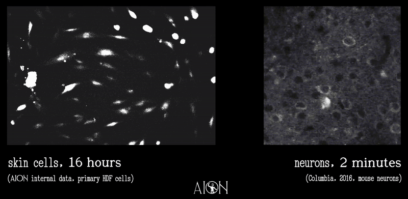 skin cells and neurons calcium imaging