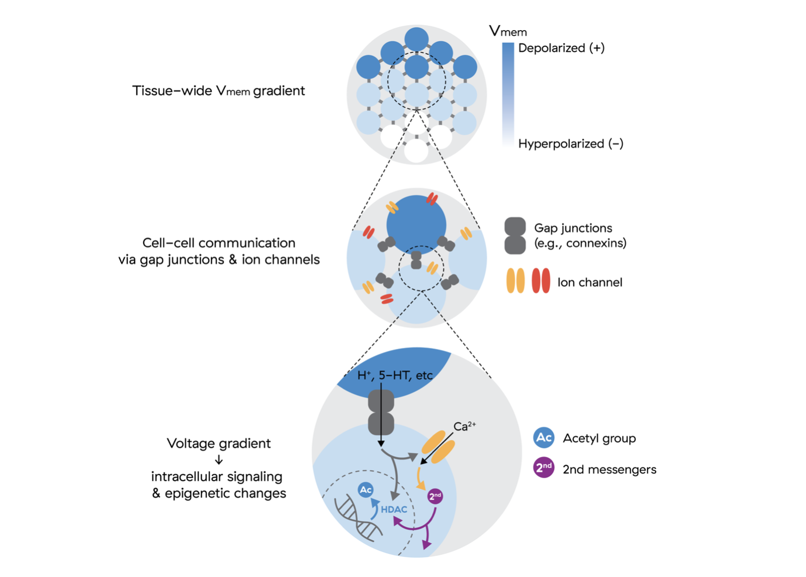 Image of bioelectric interventions influencing downstream transcriptional responses.